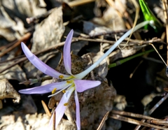 Colchicum hungaricum