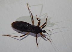 Reduvius tarsatus