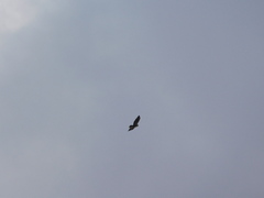Buteo buteo