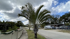 Butia odorata