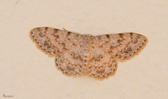 Scopula luridata