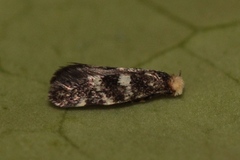 Infurcitinea teriolella