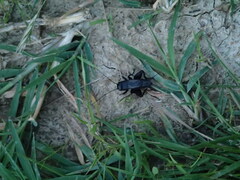 Melanogryllus desertus