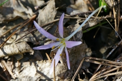 Colchicum hungaricum