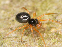 Araneae