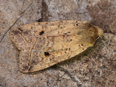 Agrochola blidaensis