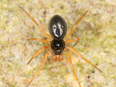 Araneae