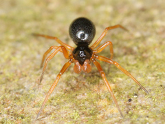 Araneae