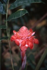 Etlingera elatior image