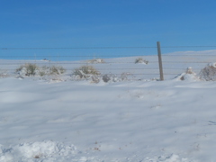 Yucca glauca