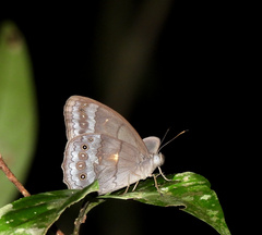 Pseudodebis valentina