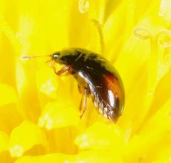 Phalacridae