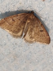 Theria rupicapraria