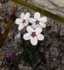 Adenandra brachyphylla