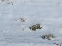 Yucca glauca