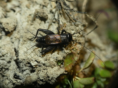 Melanogryllus desertus