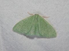 Prasinocyma immaculata