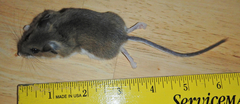 Peromyscus