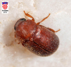 Pentaphyllus chrysomeloides