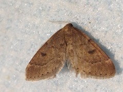 Theria rupicapraria