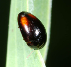 Olibrus