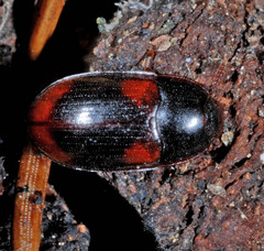 Diaclina testudinea
