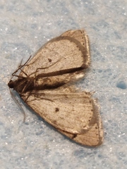 Theria rupicapraria