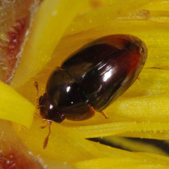 Olibrus