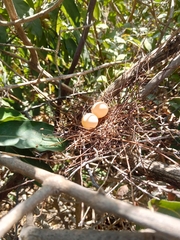 Streptopelia senegalensis