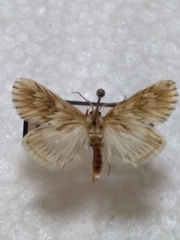 Cynaeda dentalis