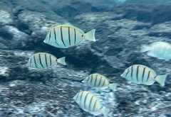 Acanthurus triostegus sandvicensis