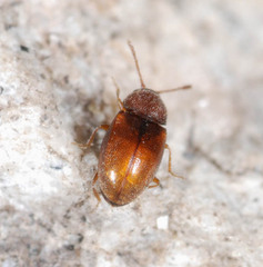 Atomaria