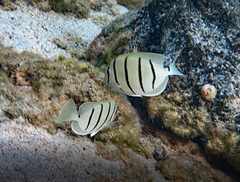 Acanthurus triostegus sandvicensis