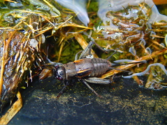 Melanogryllus desertus