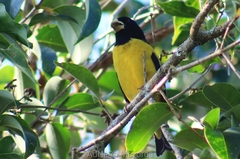 Coccothraustes abeillei
