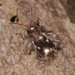 Pachnephorus