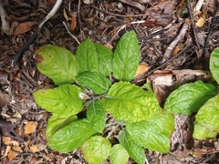 Adenocaulon chilense