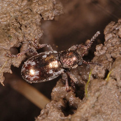 Pachnephorus