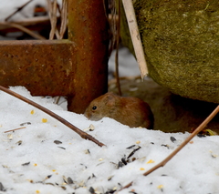 Clethrionomys gapperi