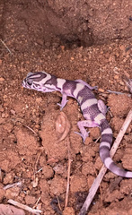 Coleonyx nemoralis