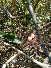 Streptopelia senegalensis