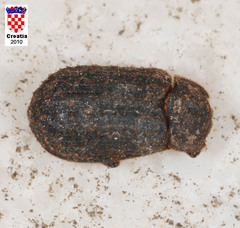 Trox scaber