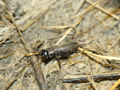 Melanogryllus desertus