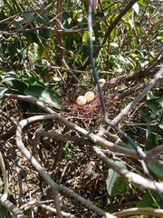 Streptopelia senegalensis