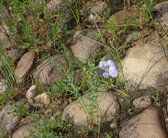 Linum komarovii