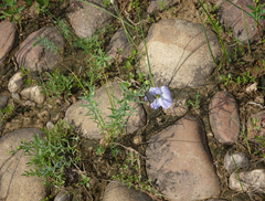 Linum komarovii
