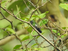 Chlorostilbon melanorhynchus