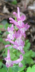 Corydalis cava