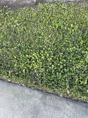 Hydrocotyle umbellata