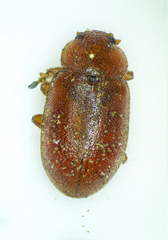 Coccidula rufa